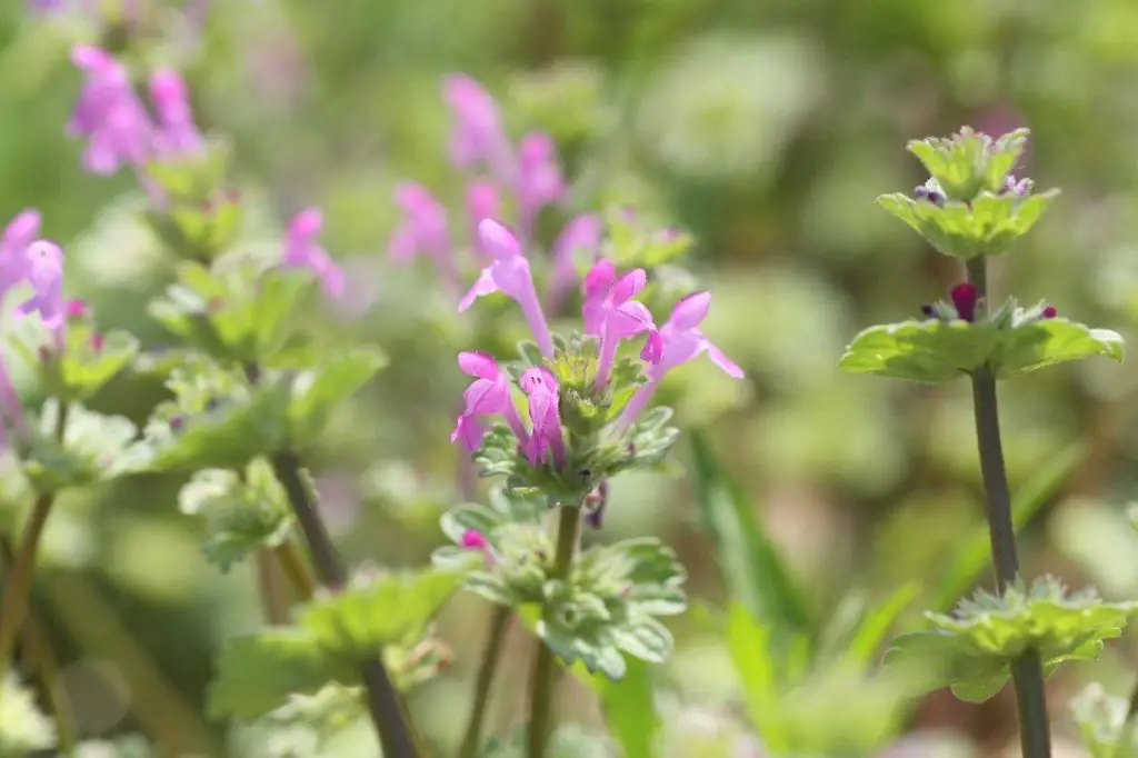 Top 10 Weeds With Purple Flowers