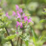 Top 10 Weeds With Purple Flowers (And How To Get Rid Of Them?)