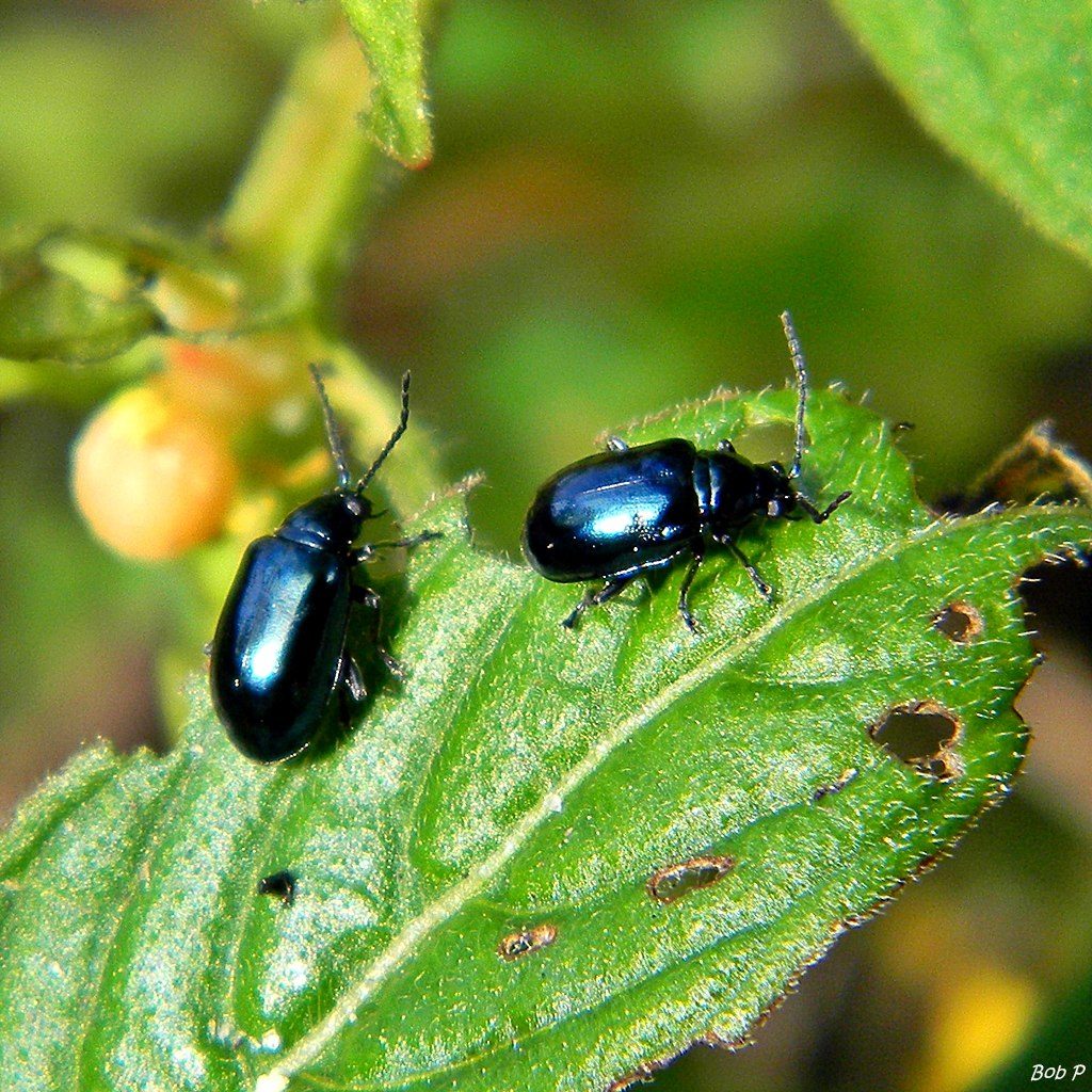 Western black beetle