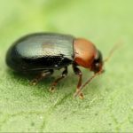 An Introduction to Flea Beetle plus How to Get Rid of this Garden Pest?
