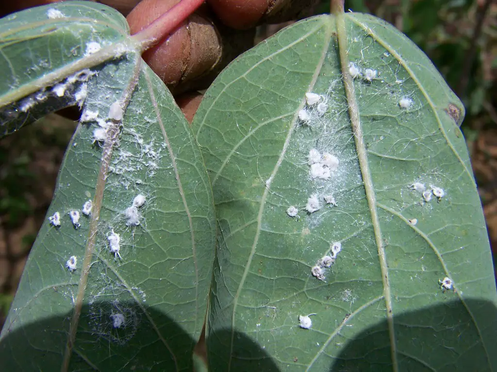 What are whiteflies? - how to get rid of whiteflies