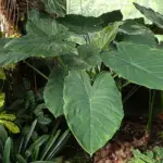 Alocasia wentii: The #1 Care, Watering, and Propagation Guide