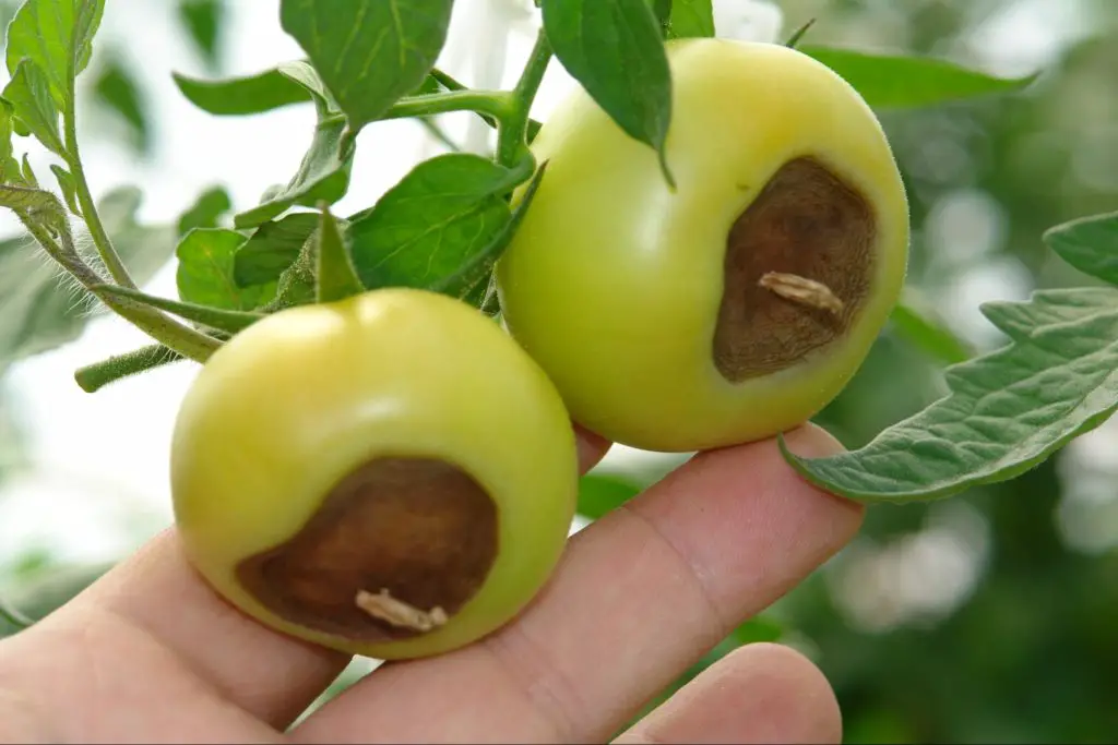 Blossom end rot in tomatoes - calcium in houseplants