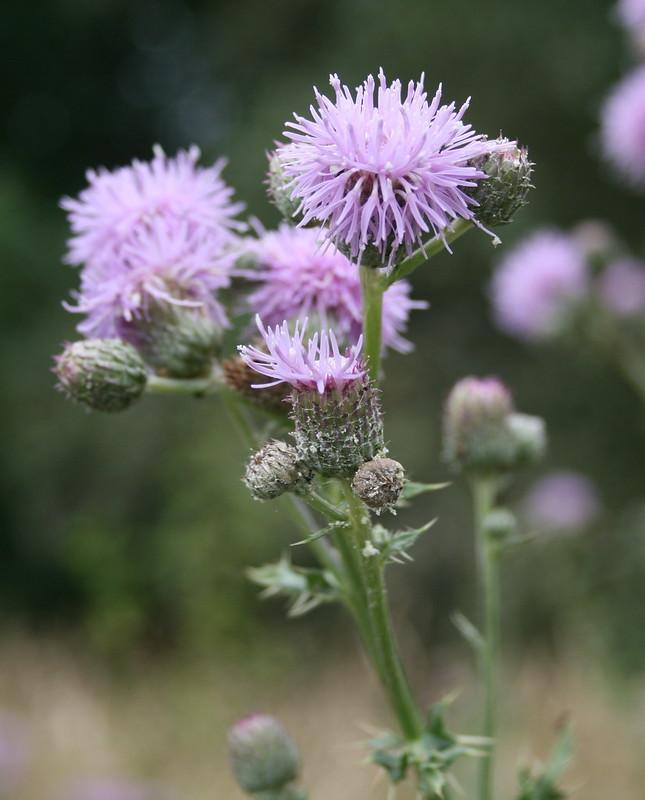 Canada Thistle - lawn weed identification