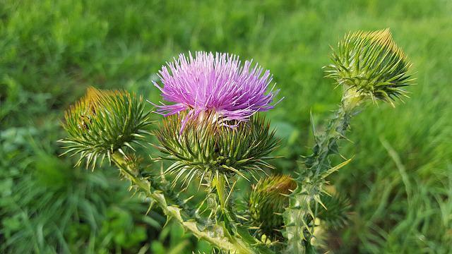 Musk Thistle