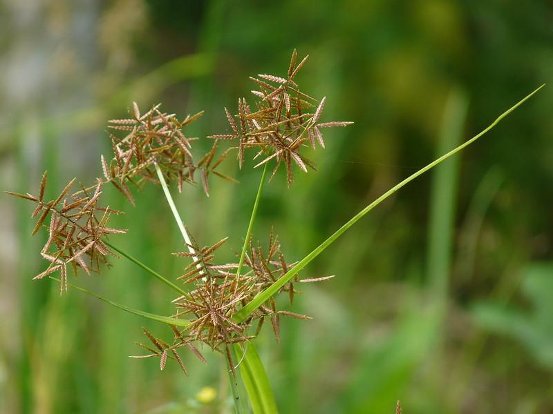 Nutsedge - lawn weed identification