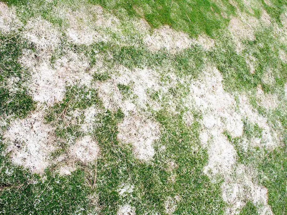 Pink Snow Mold - lawn fungus identification guide