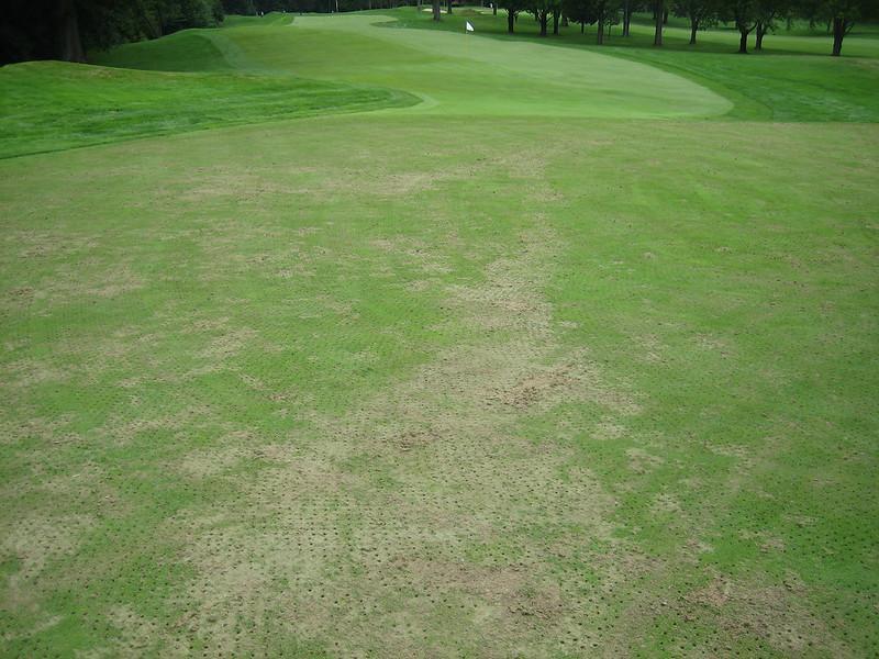 Pythium Blight - lawn fungus identification guide