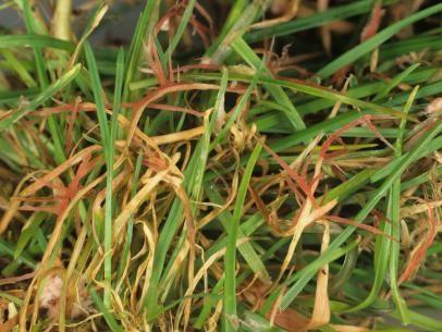 Red Thread Disease - lawn fungus identification guide