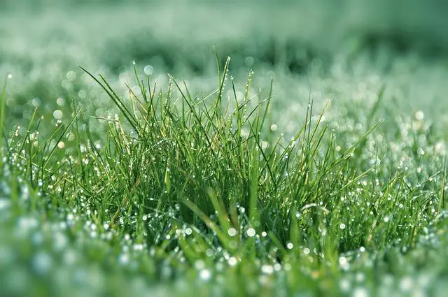 best time to fertilize lawn before or after rain