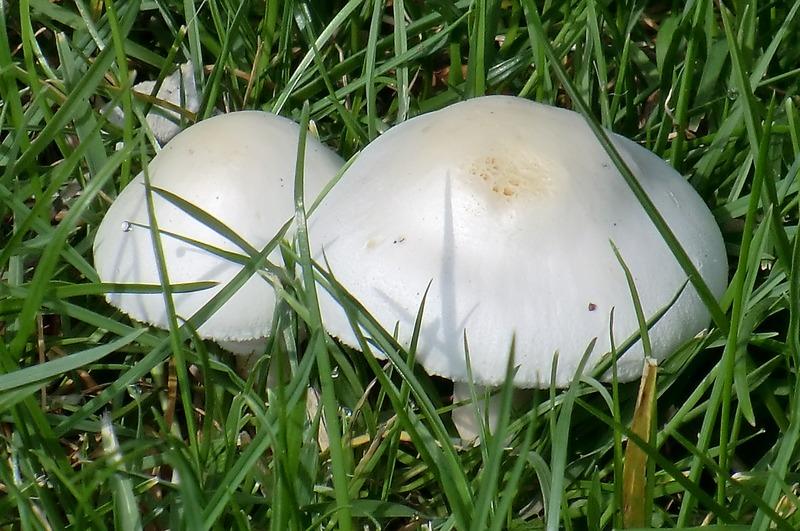 What Are Mushrooms?