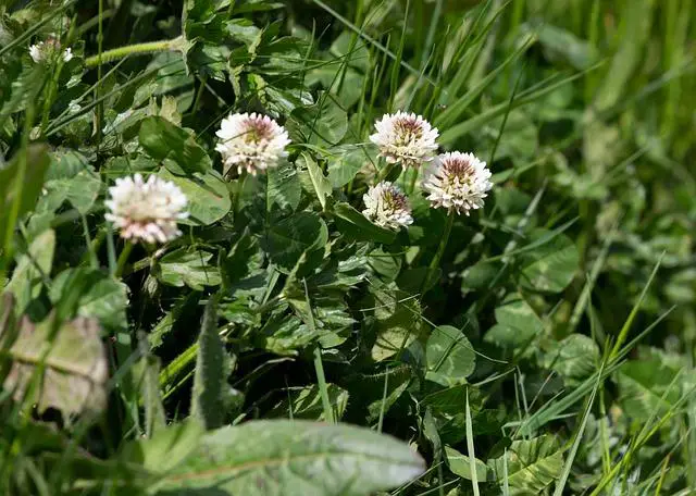 White Clover - Lawn weed identification
