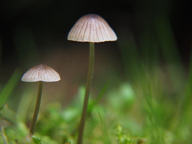 Why Do Mushrooms Grow In Grass?