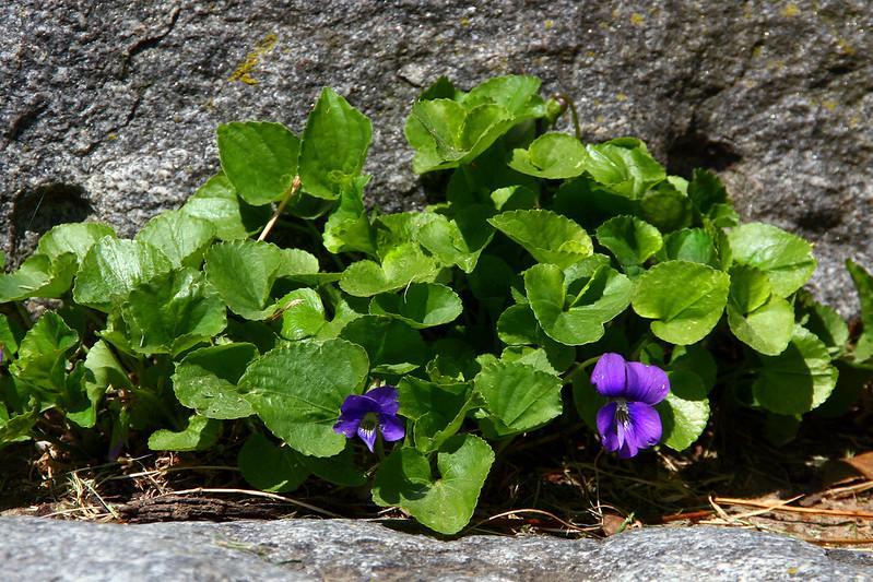 Wild Violet - lawn weed identification