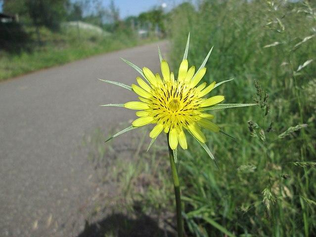 Yellow Salsify - lawn weed identification