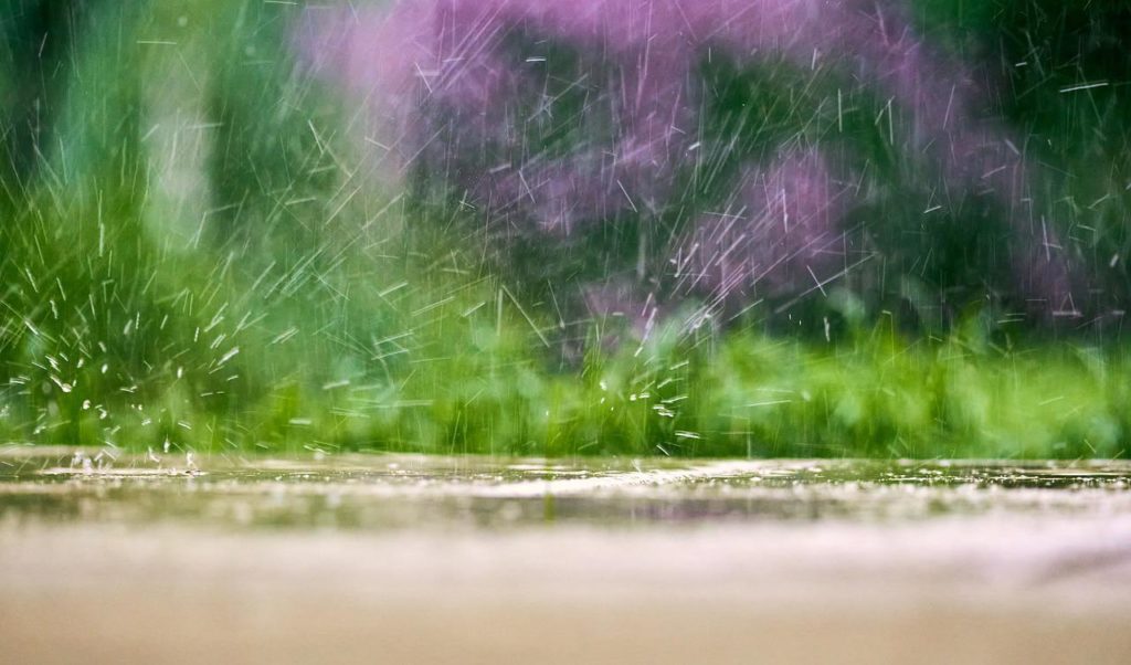 best time to fertilize lawn before or after rain