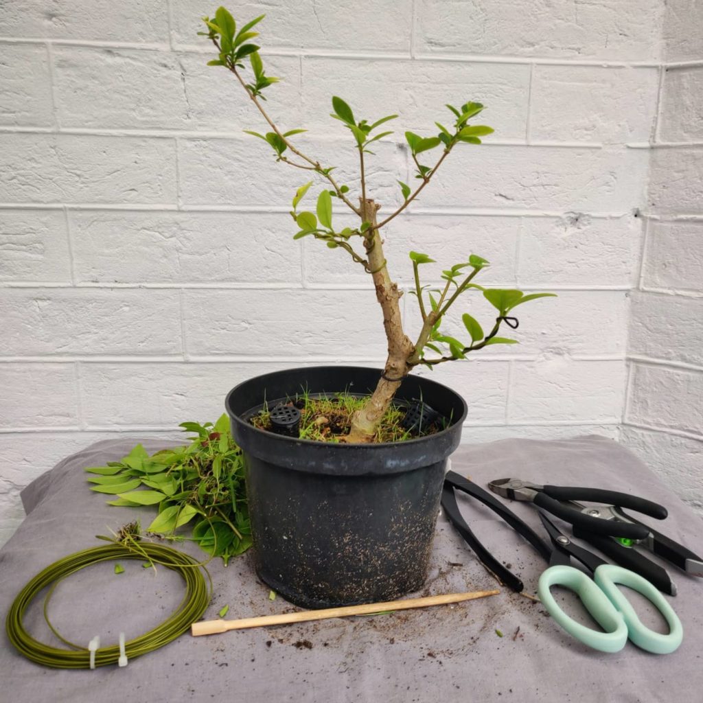 Creating flowering bonsai