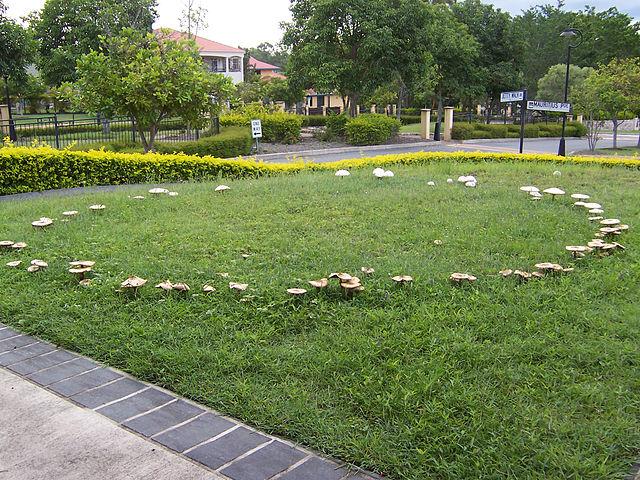 Fairy ring - lawn fungus identification guide