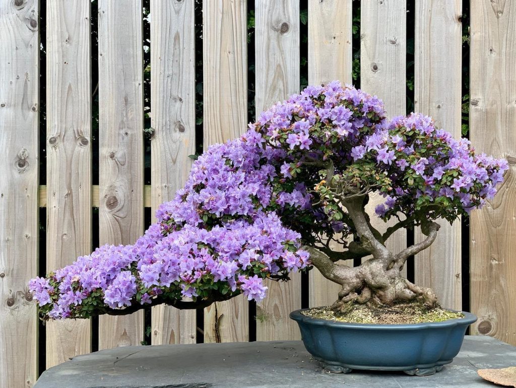 Flowering bonsai trees
