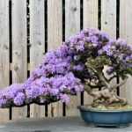 Mesmerizing Shapes and Vibrantly Colored Flowers in One - Flowering Bonsai