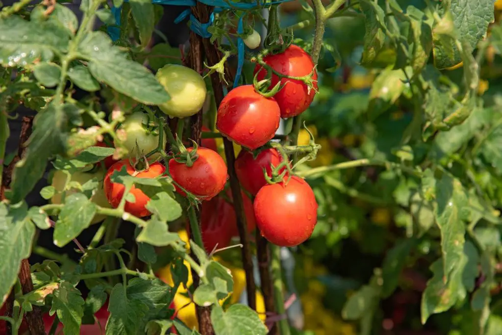 Healthy tomato plant - plant nutrients