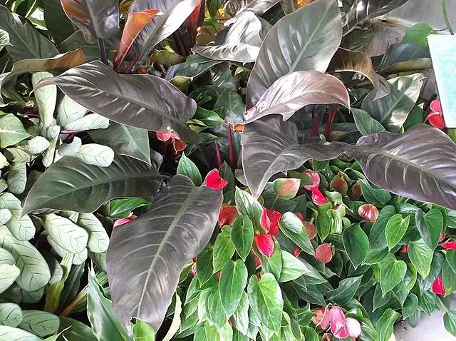Landscaping philodendron rojo congo