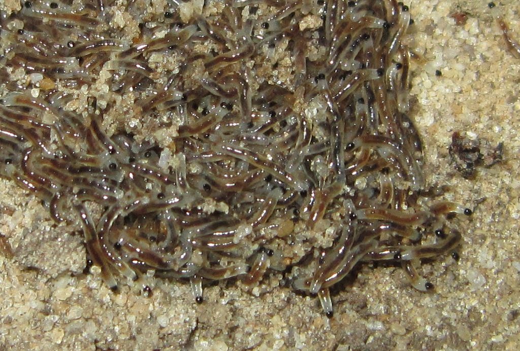 Unit of larvae