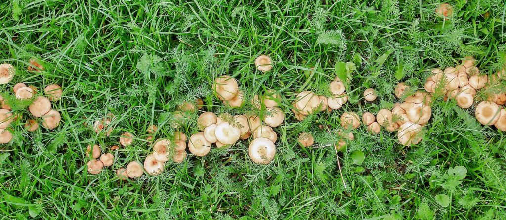 lawn fungus identification guide