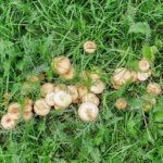 How To Identify and Treat Common Fungal Diseases Of The Lawn | A Comprehensive Guide