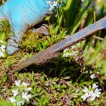 Common Lawn Weeds and How To Identify Them | A Comprehensive Guide