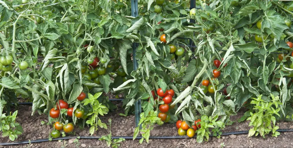 Leaf rolling in tomatoes - nitrogen for houseplants