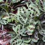 Maranta Lemon Lime: An Easy to Follow Care, Propagation, and Watering Guide