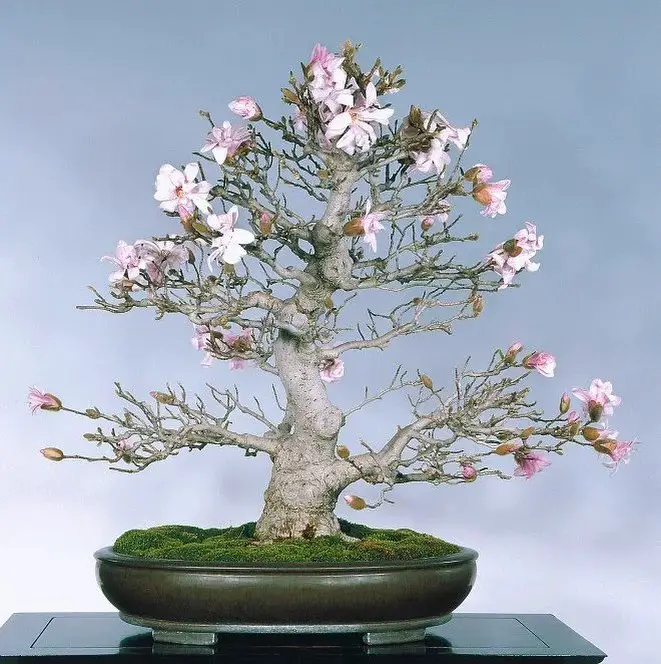 Mesmerizing flowering bonsai