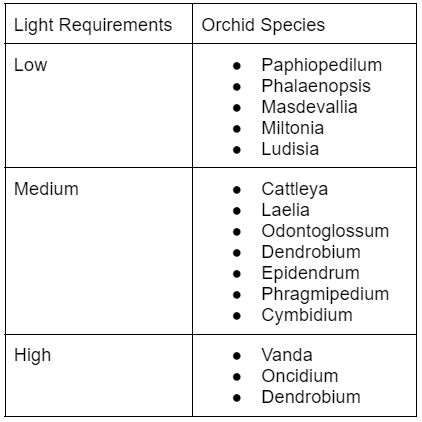 Orchids light requirements