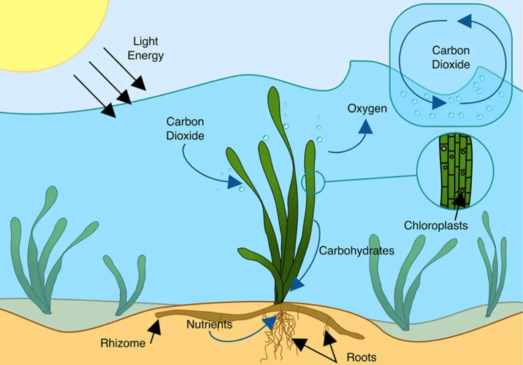 Plant nutrient cycle