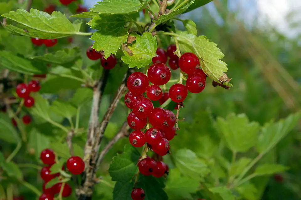 Healthy red currant