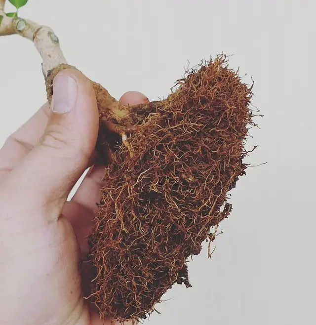 Root pruning