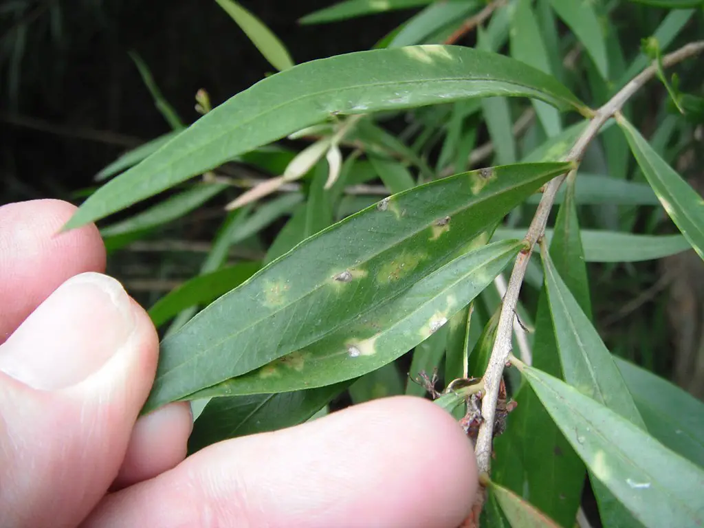 Scale insects damaged