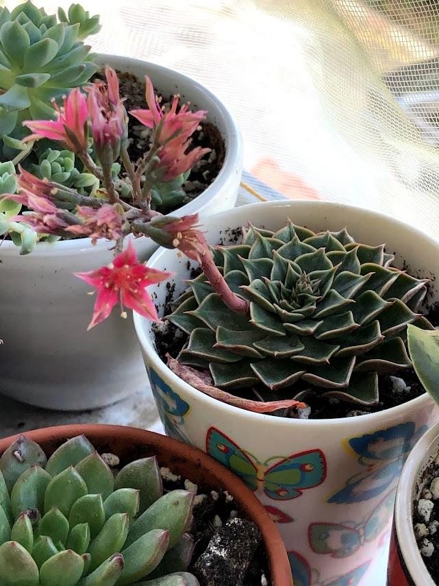 Signs - how to repot succulents