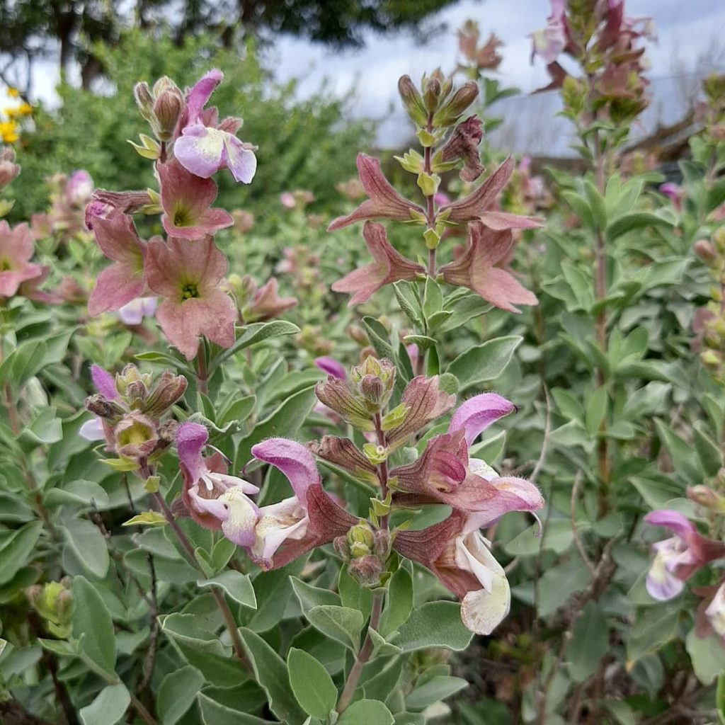 Salvia Dolomitica