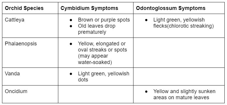 Table of Cymbidium and Odontoglossum Symptoms for Different Orchid Species