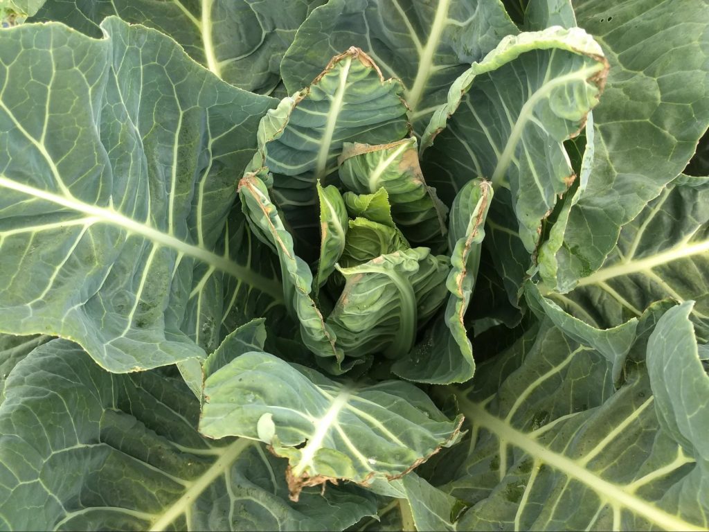 Cabbage burning in tips - calcium for houseplants