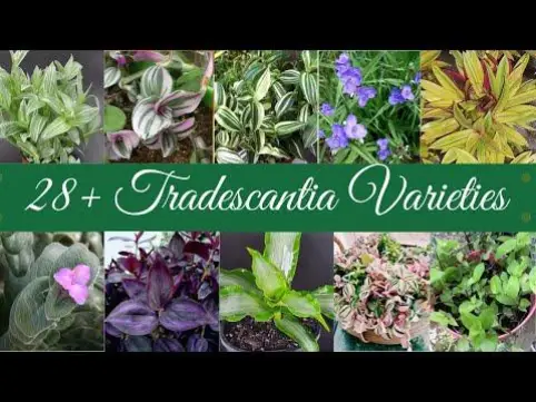 tradescantia varieties