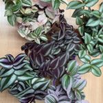 12 Types of Popular Tradescantia Wandering Jew Plants with Pictures