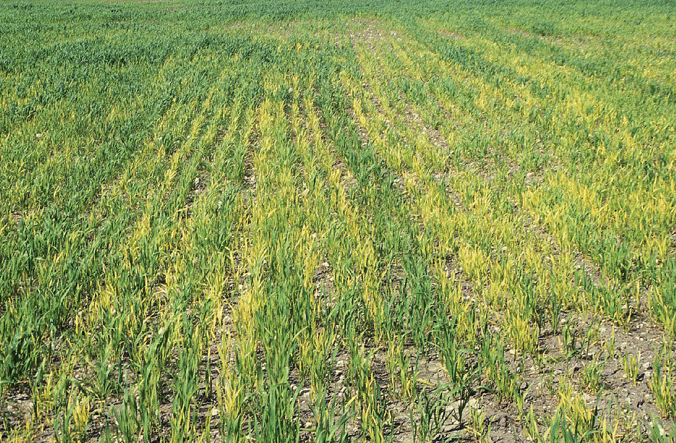 Wheat crop - plant nutrients