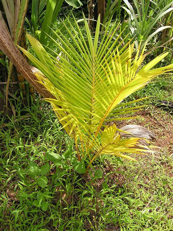young coconut - plant nutrients deficiency