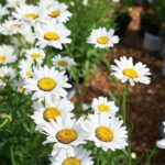 11 Types of Elegant and Charming Daisy Flowers