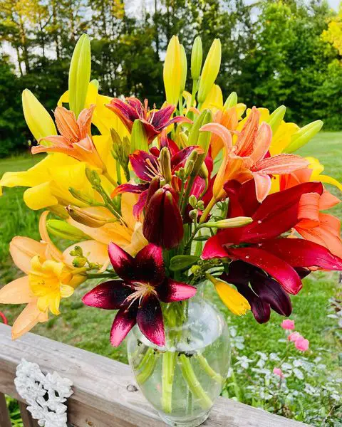 20+ Amazing Types Of Lilies (Lilium) For The Long Blooming Season