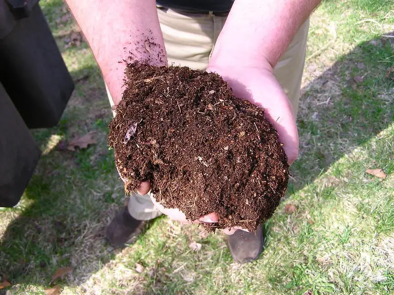 A Complete Guide To Top Dressing A Lawn: Benefits & How To Do It Correctly!