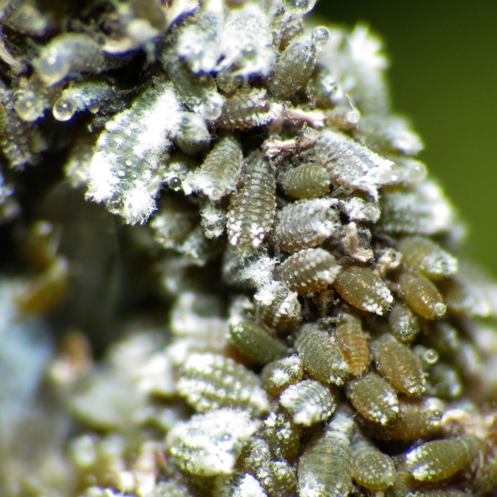 A close-up of woolly aphids